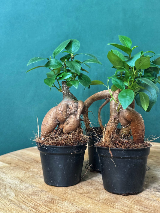 MINI Ficus microcarpa 'Ginseng' - Bonsai ficus