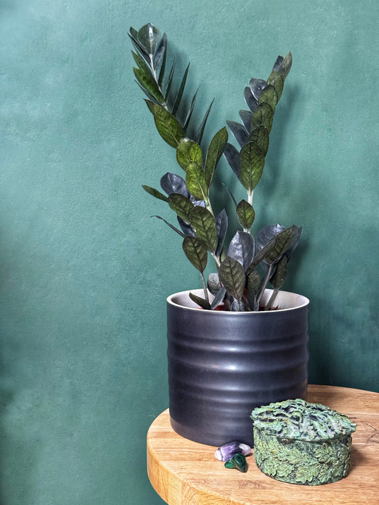 Zamioculcas Zamiifolia RAVEN -Rare! (Pot not included)