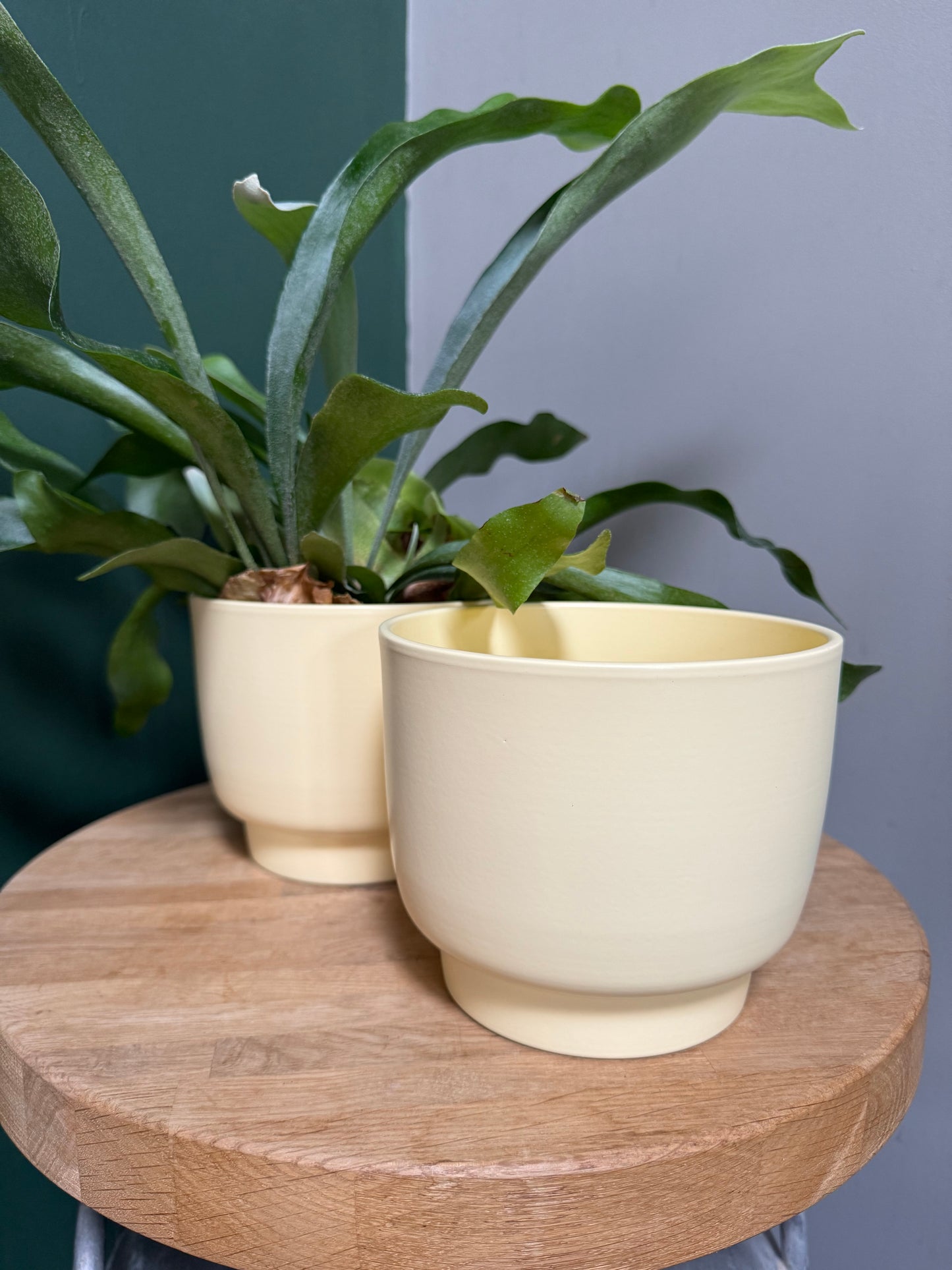 Molla Lemon Pastel Planter