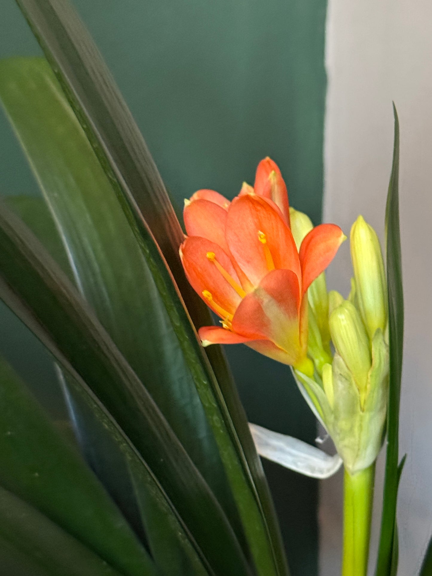 Clivia miniata-Bush lily