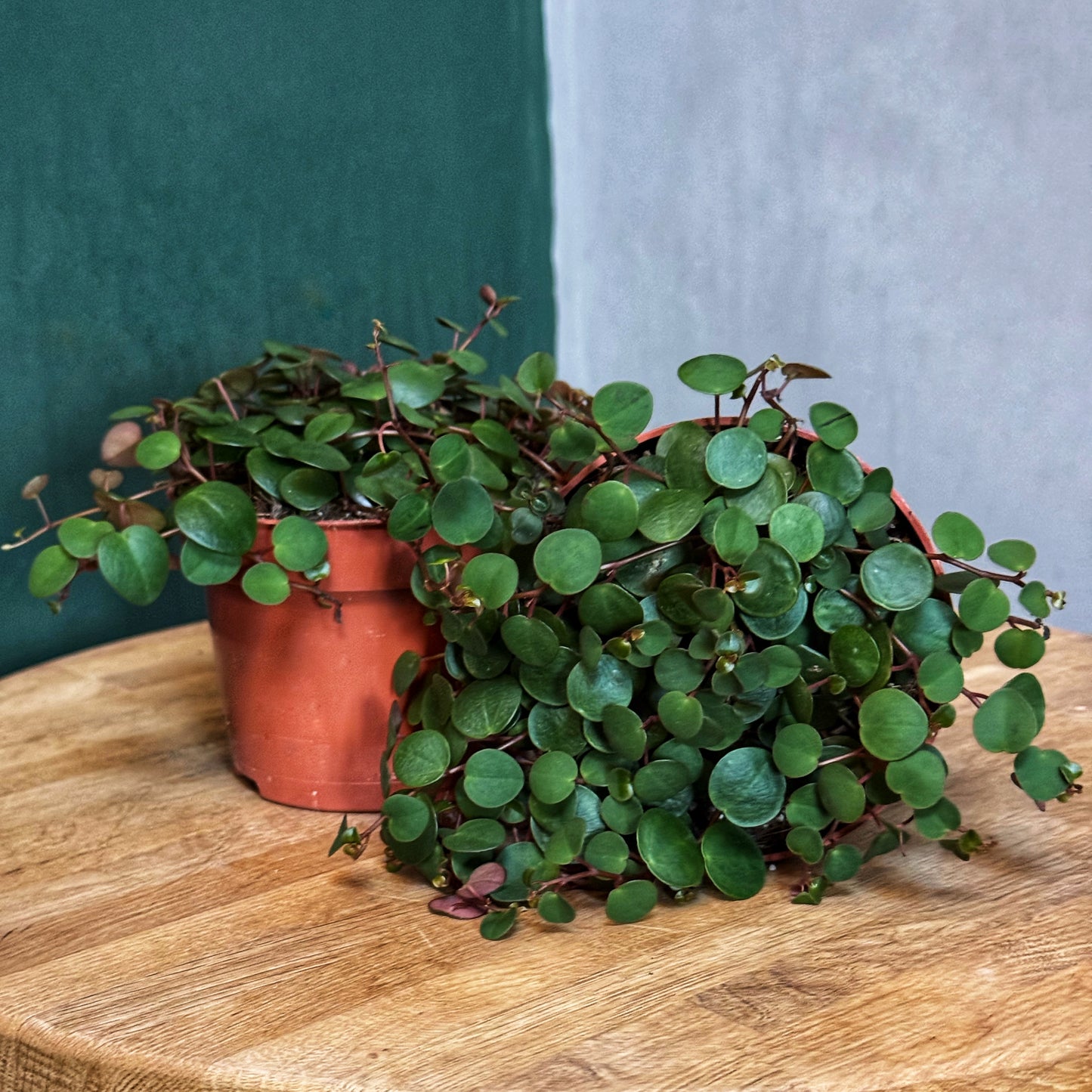 Peperomia -Pepperspot