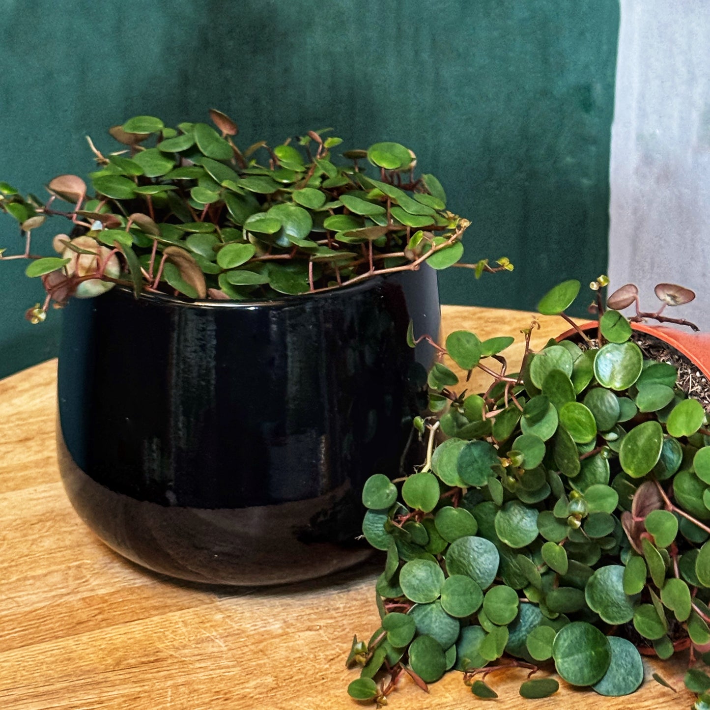 Black glazed pots