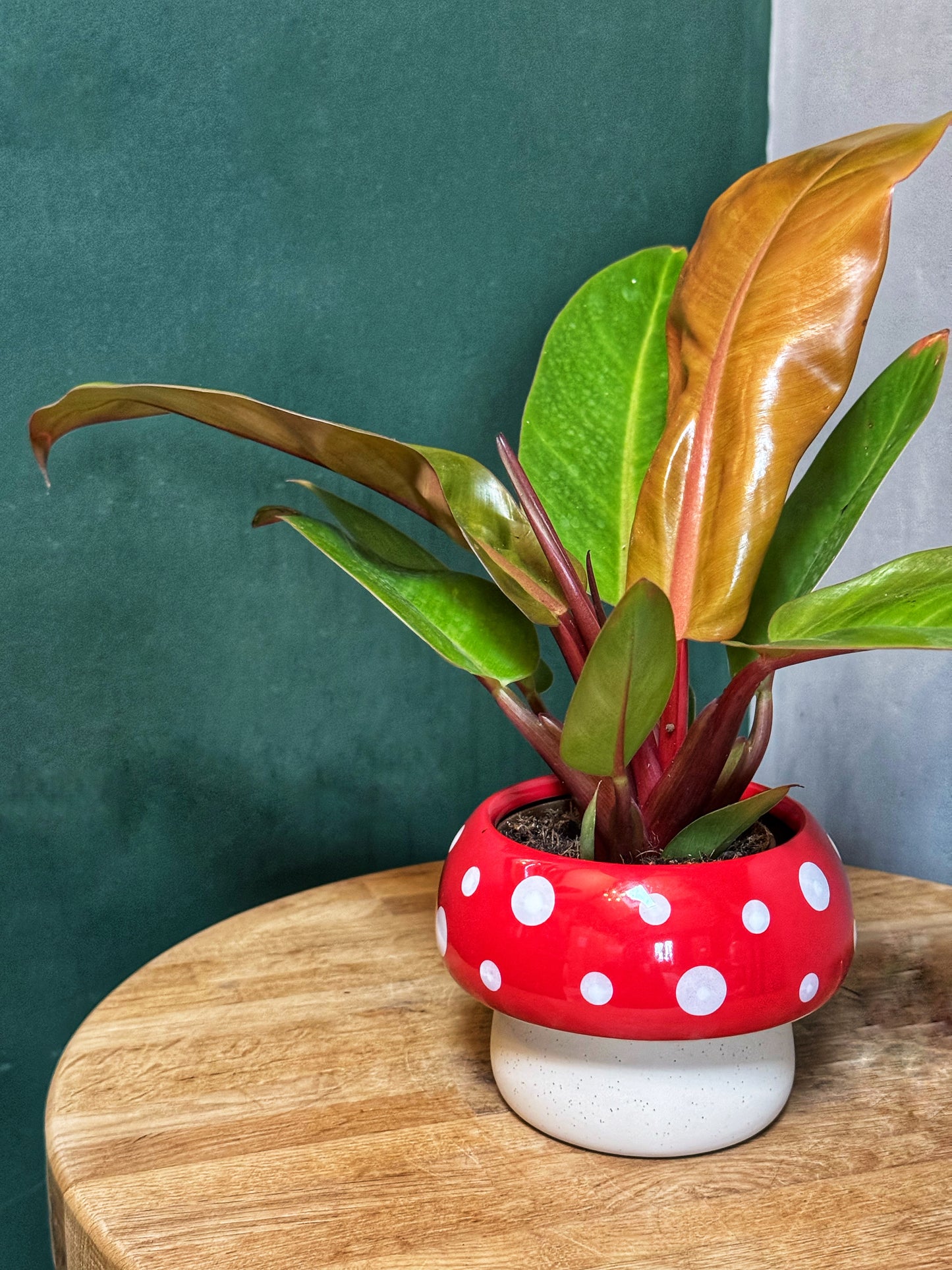 Toadstool planter