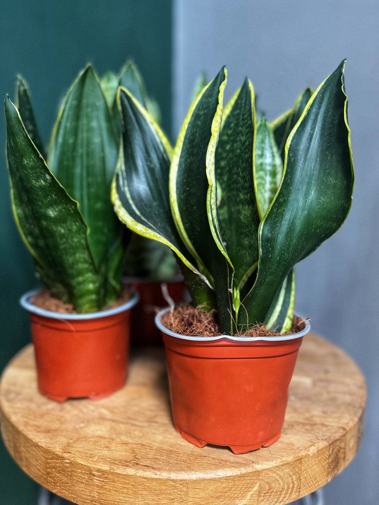 Sansevieria Snake Plant-Mix