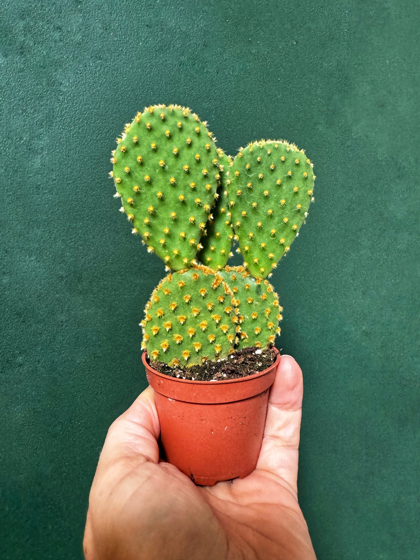 Opuntia microdasys- Bunnies ears cacti MIX BATCH