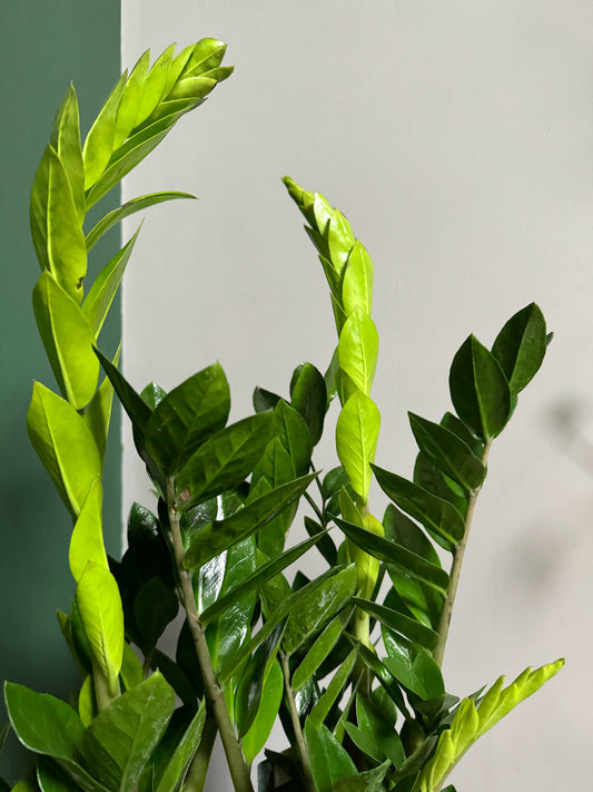 65cm tall Zamioculcas zamifolia- ZZ Plant