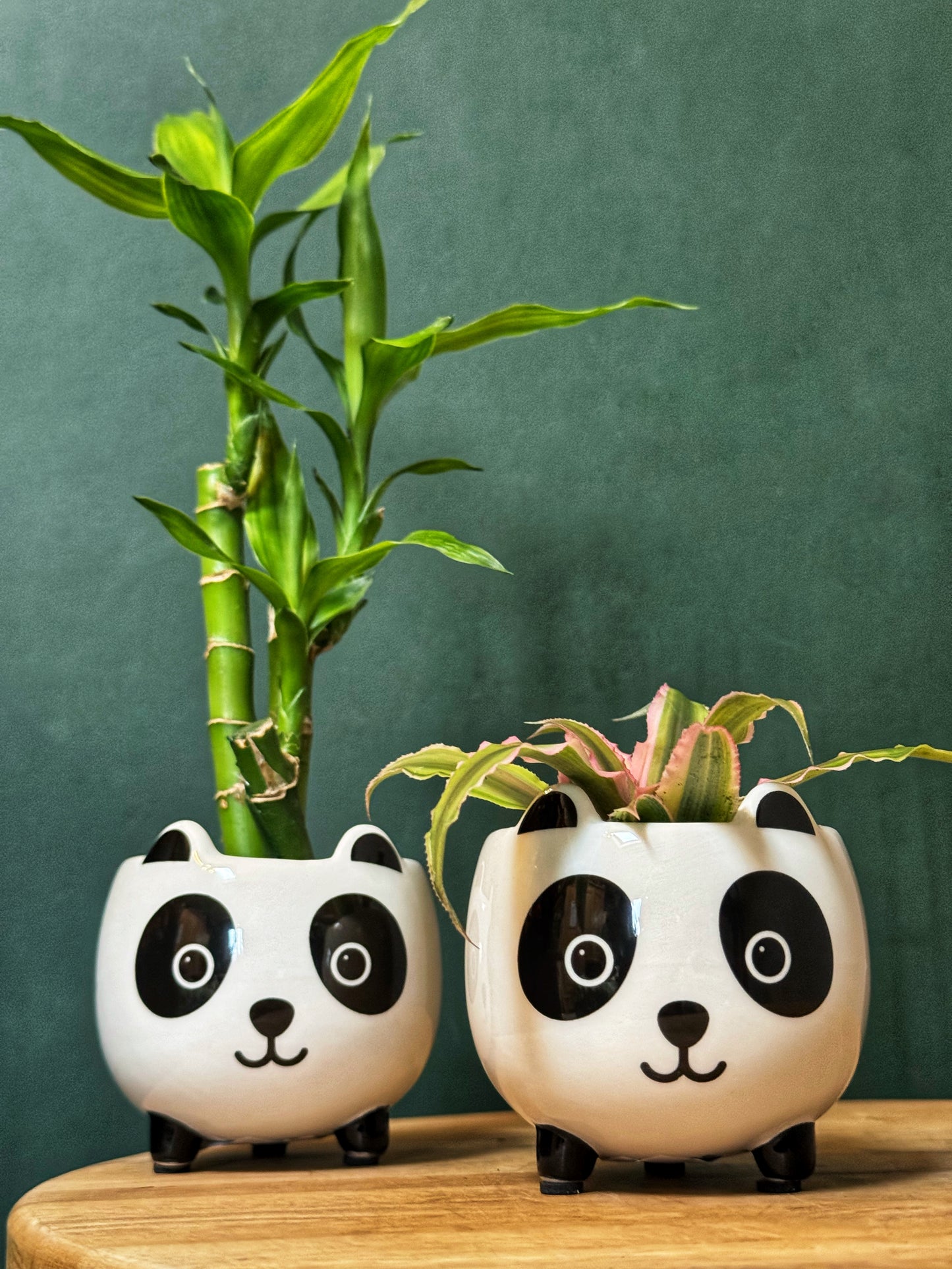 Panda Mini Pots