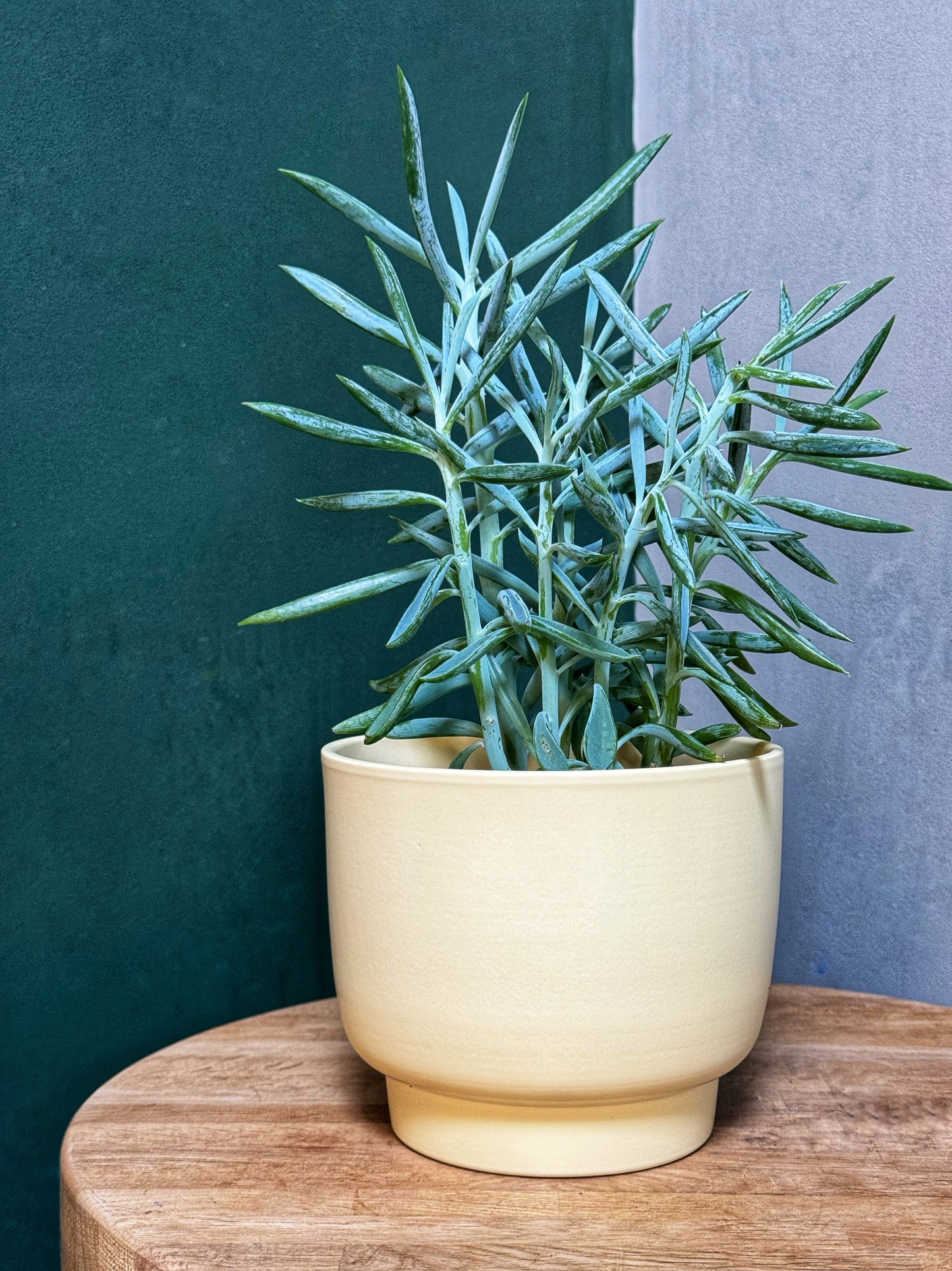 Molla Lemon Pastel Planter