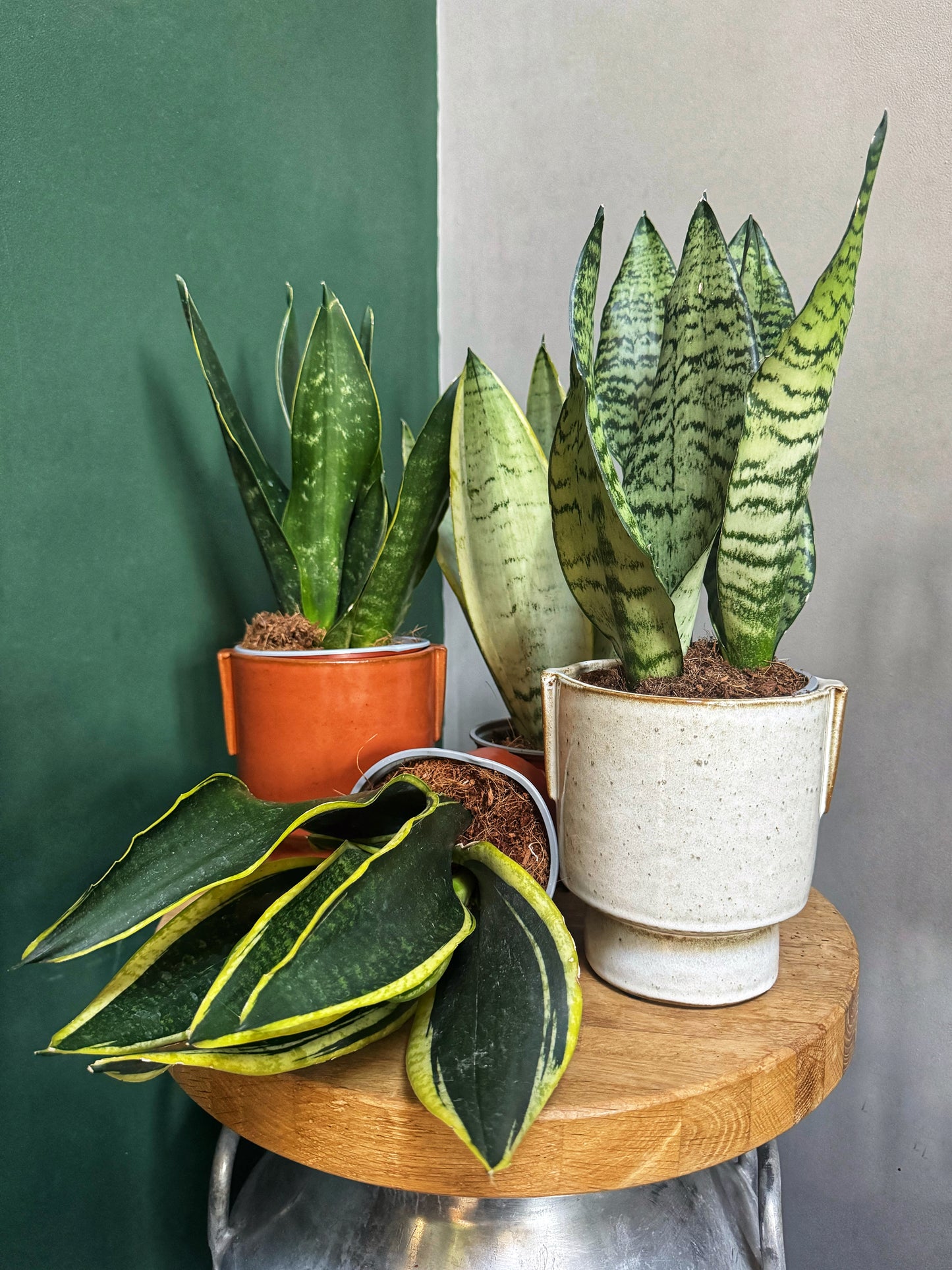 Sansevieria Snake Plant-Mix