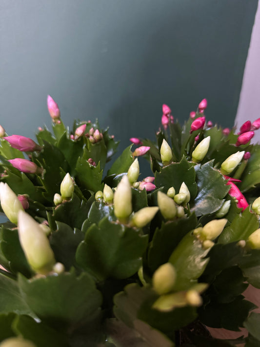 Schlumbergera- Thanksgiving/Christmas Cacti