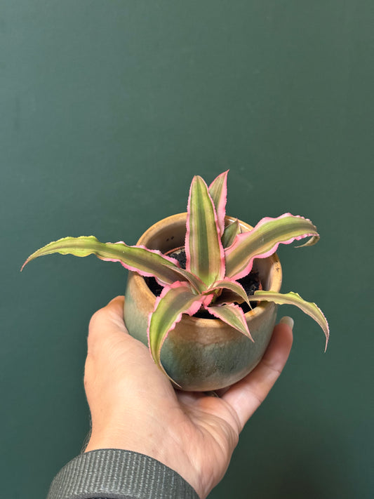 Cryptanthus- Miniature earth star mix