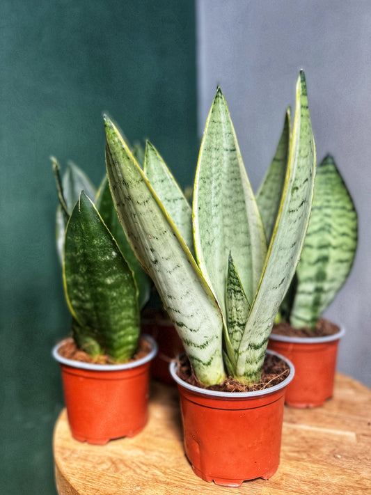 Sansevieria Snake Plant-Mix