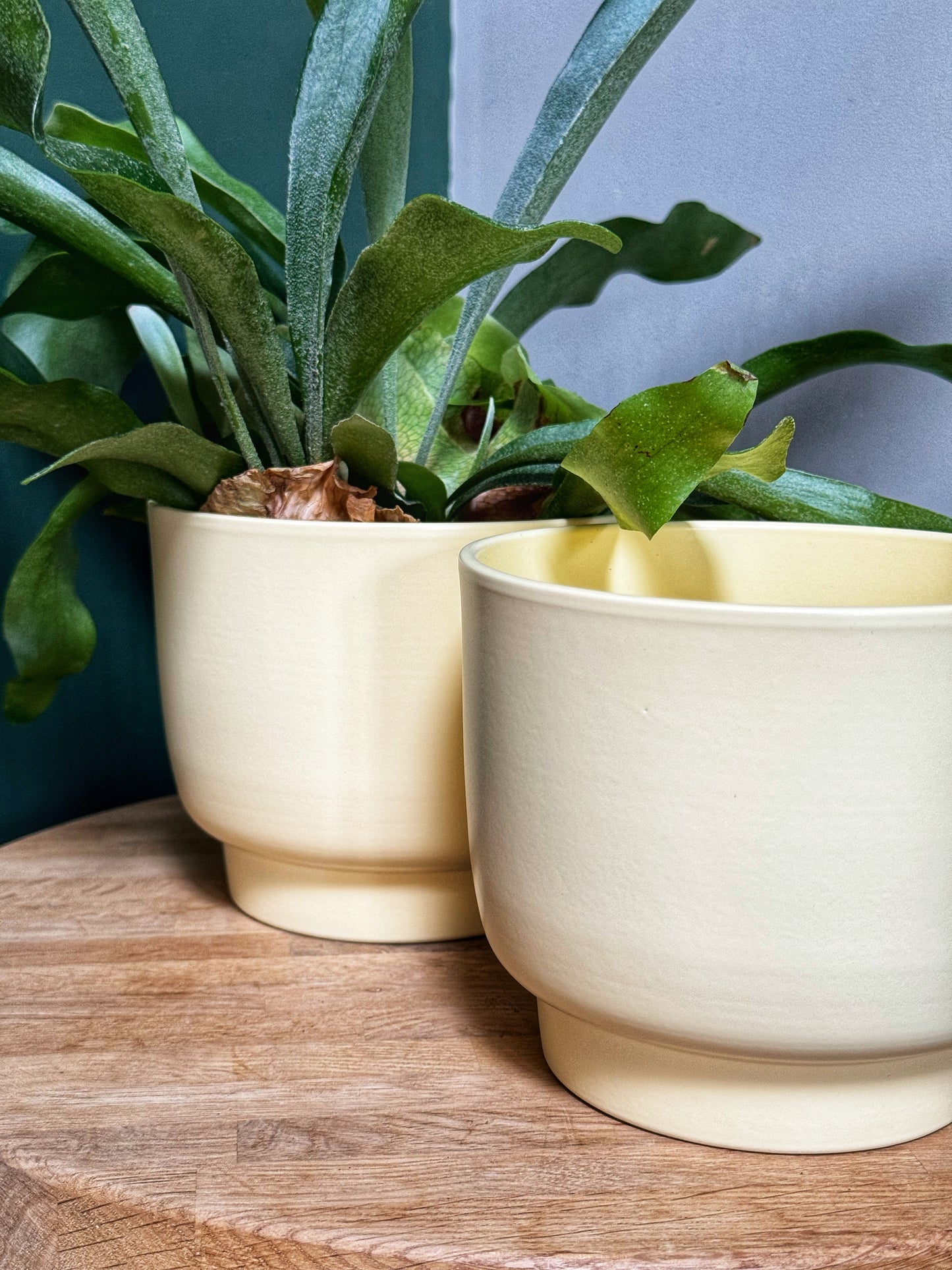 Molla Lemon Pastel Planter