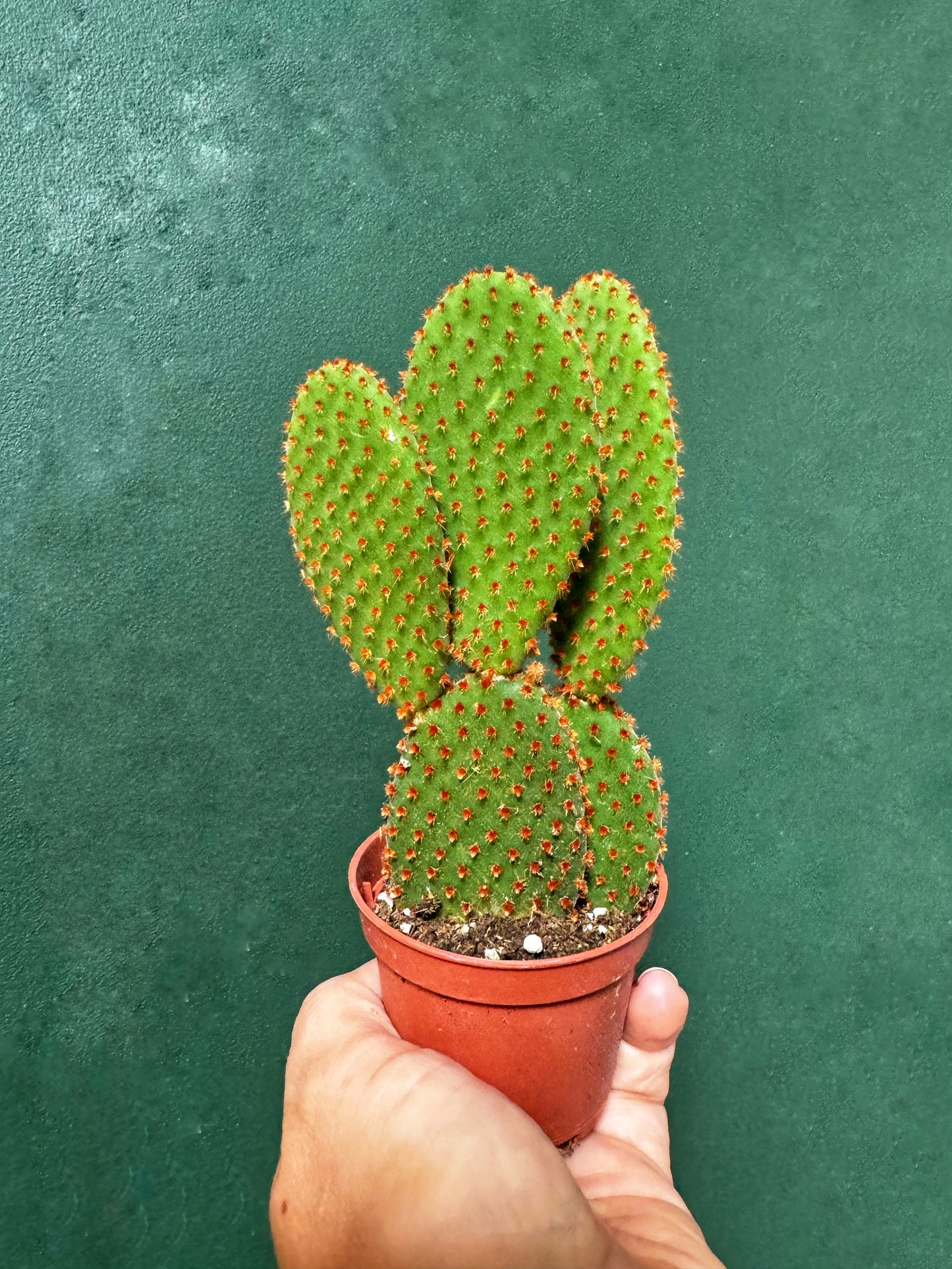 Opuntia microdasys- Bunnies ears cacti MIX BATCH