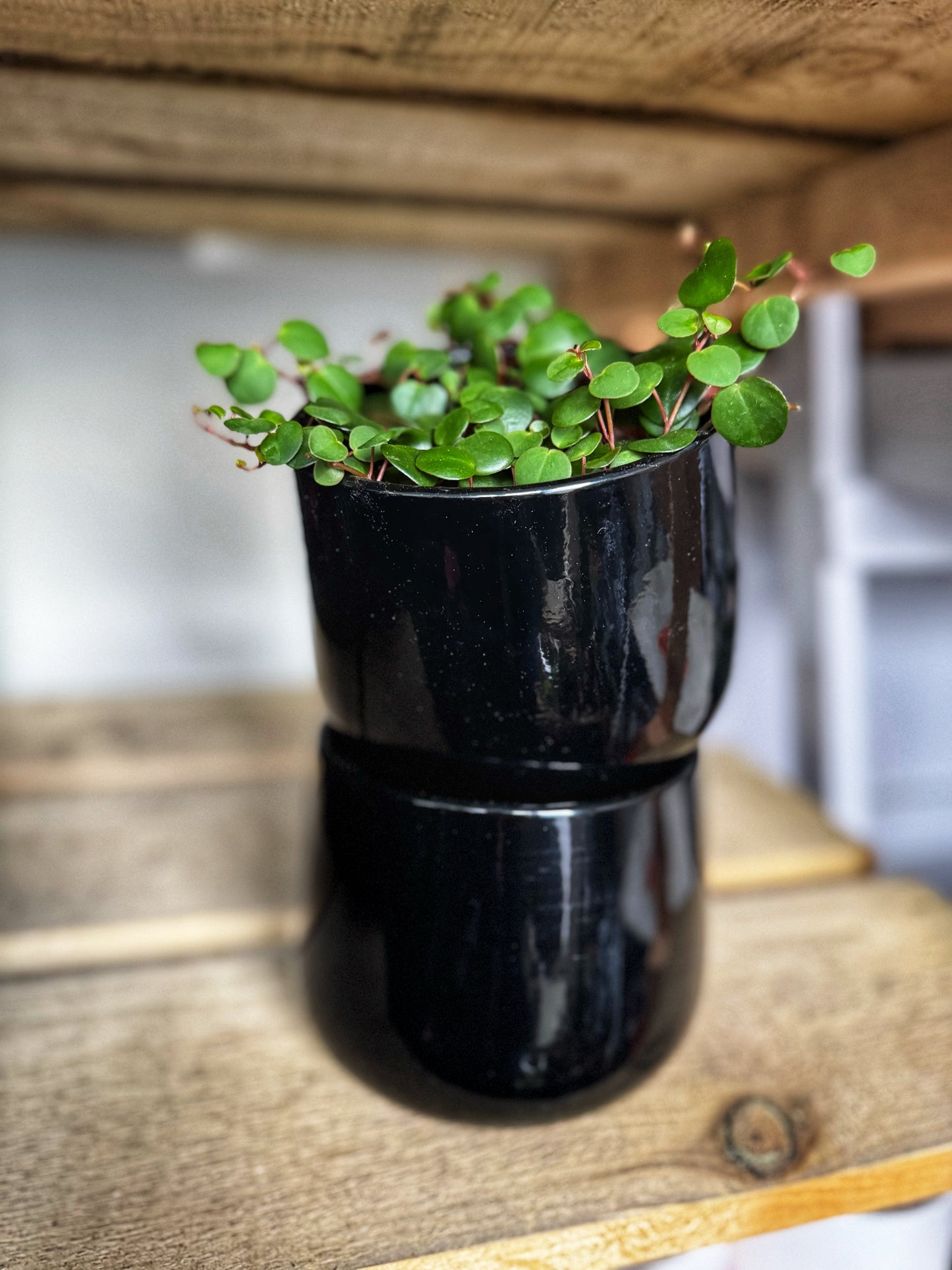 Black glazed pots