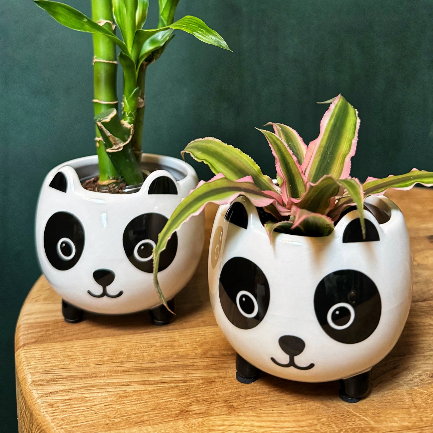 Panda Mini Pots