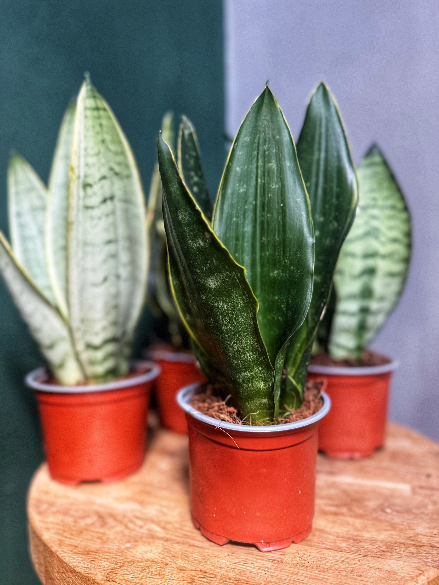 Sansevieria Snake Plant-Mix