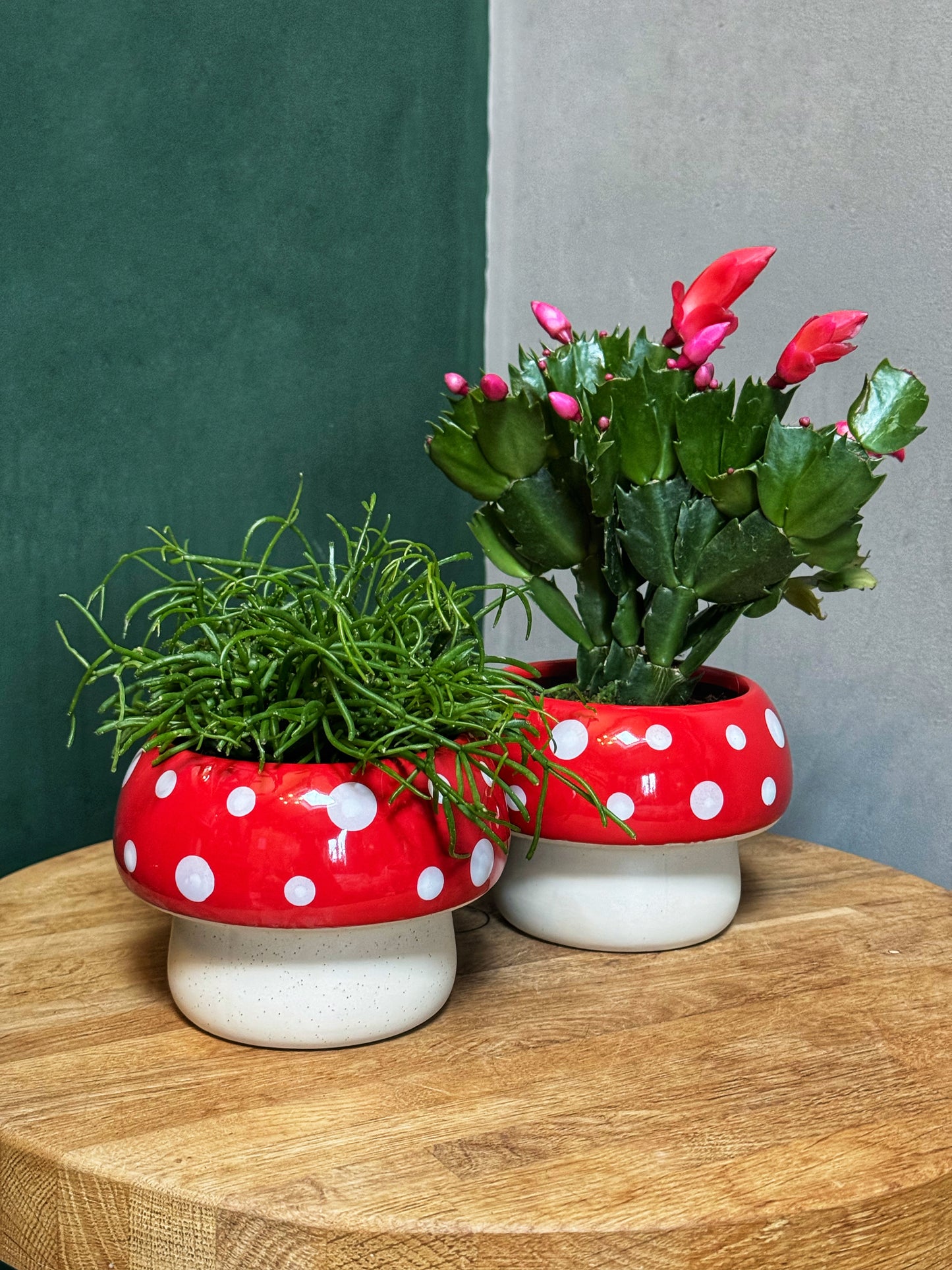 Toadstool planter