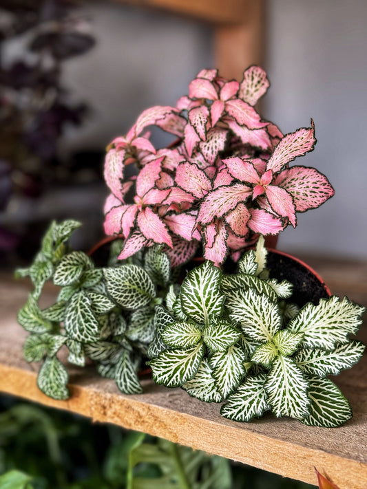 Fittonia Mix