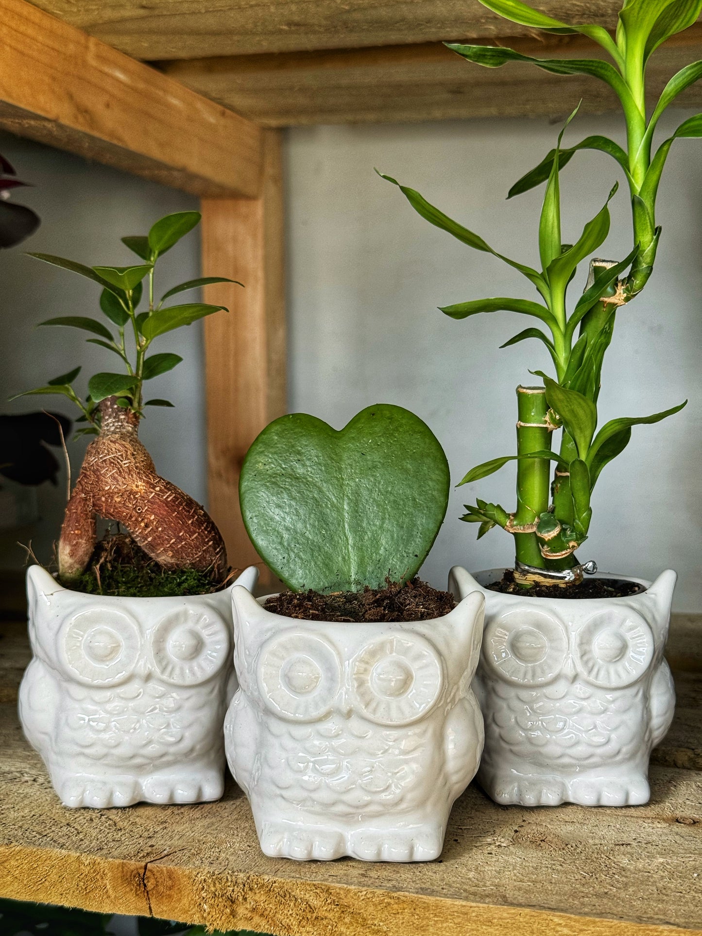 Mini OWL pot