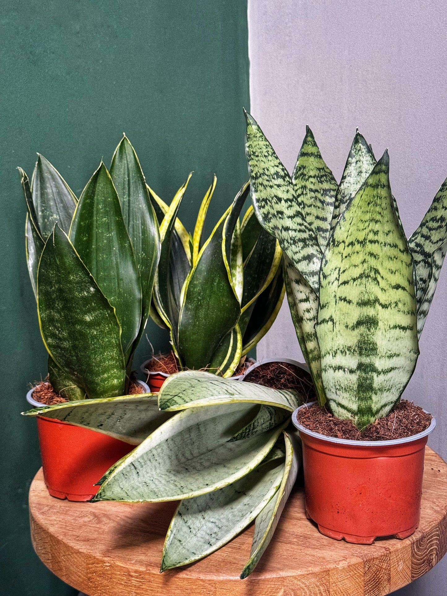 Sansevieria Snake Plant-Mix