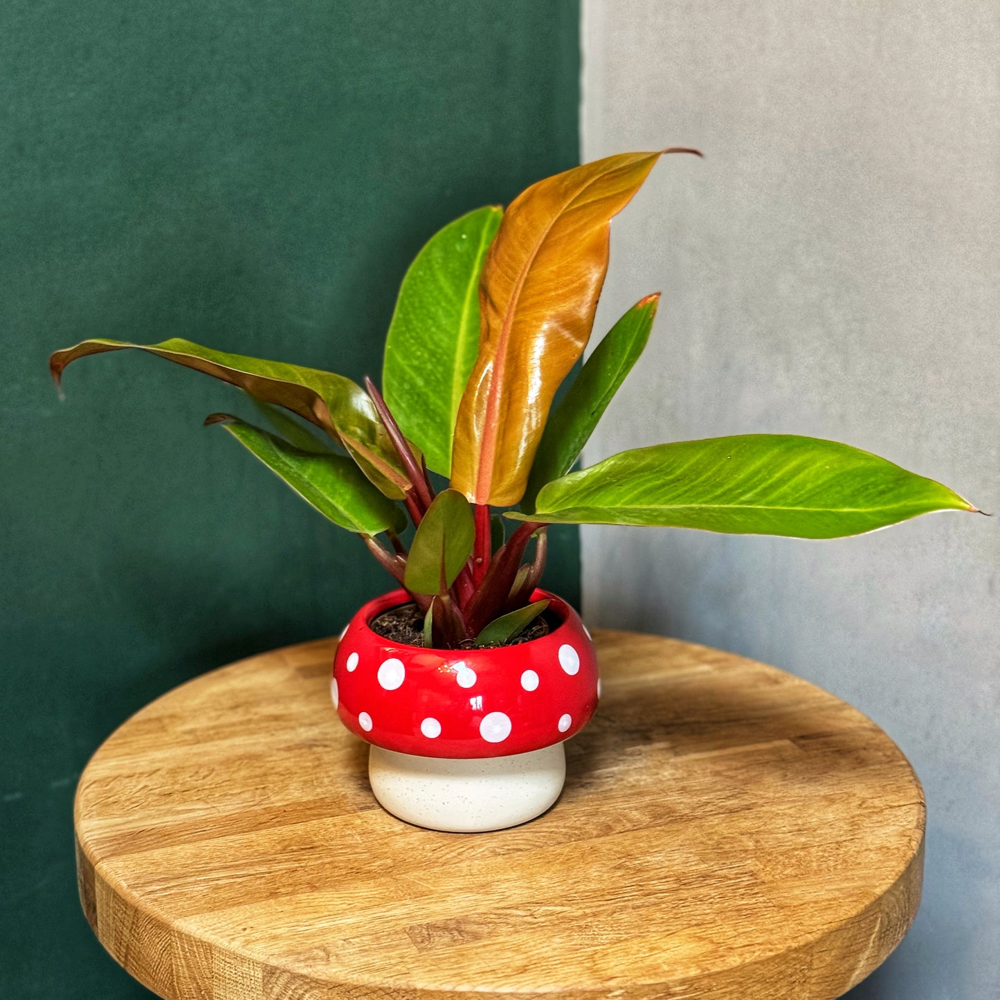 Toadstool planter