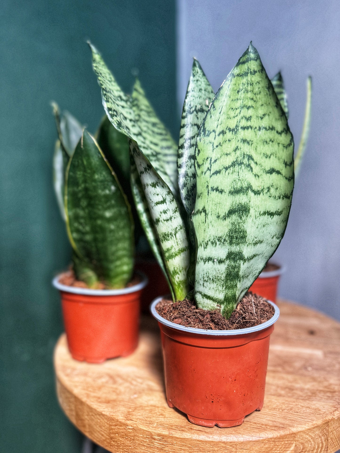 Sansevieria Snake Plant-Mix