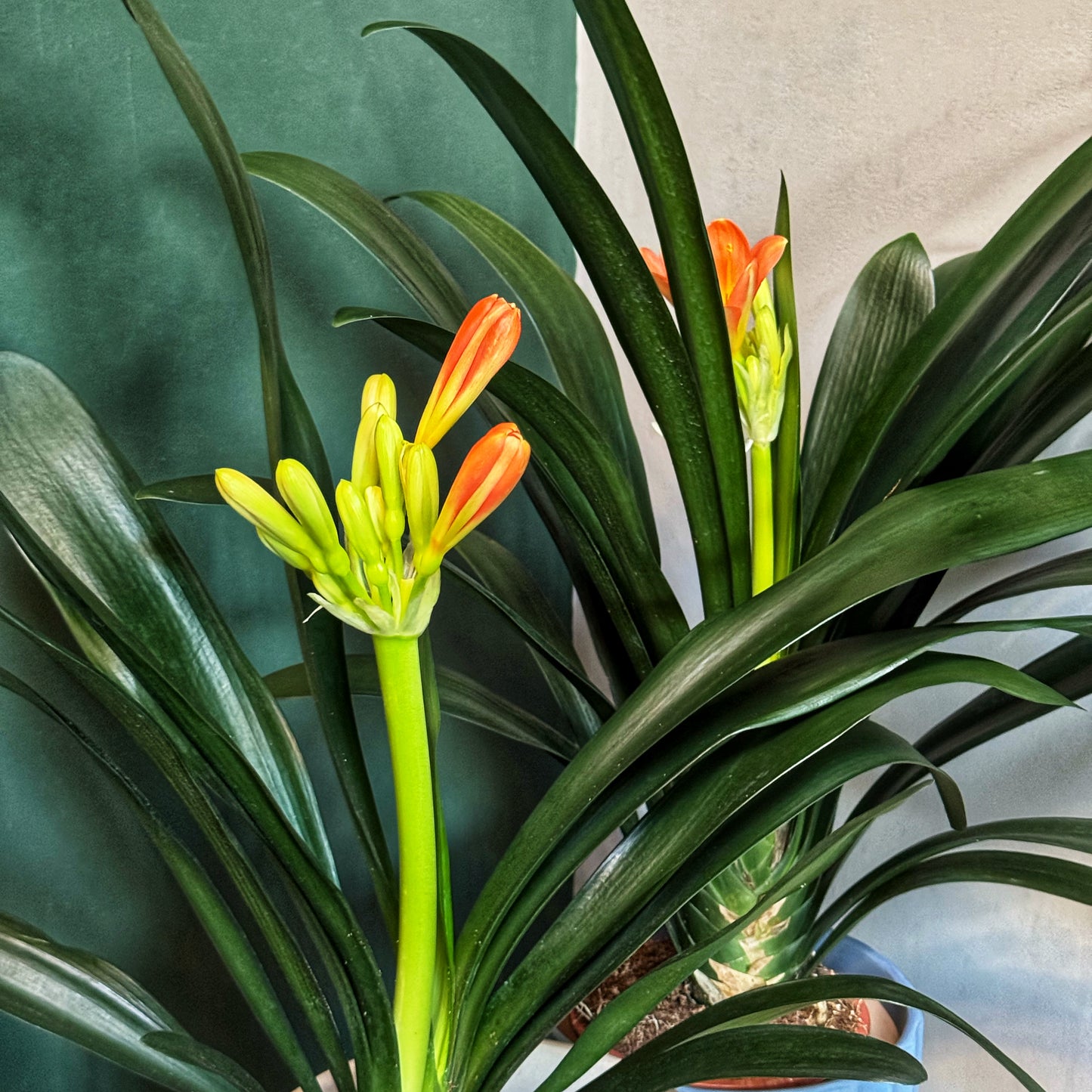 Clivia miniata-Bush lily