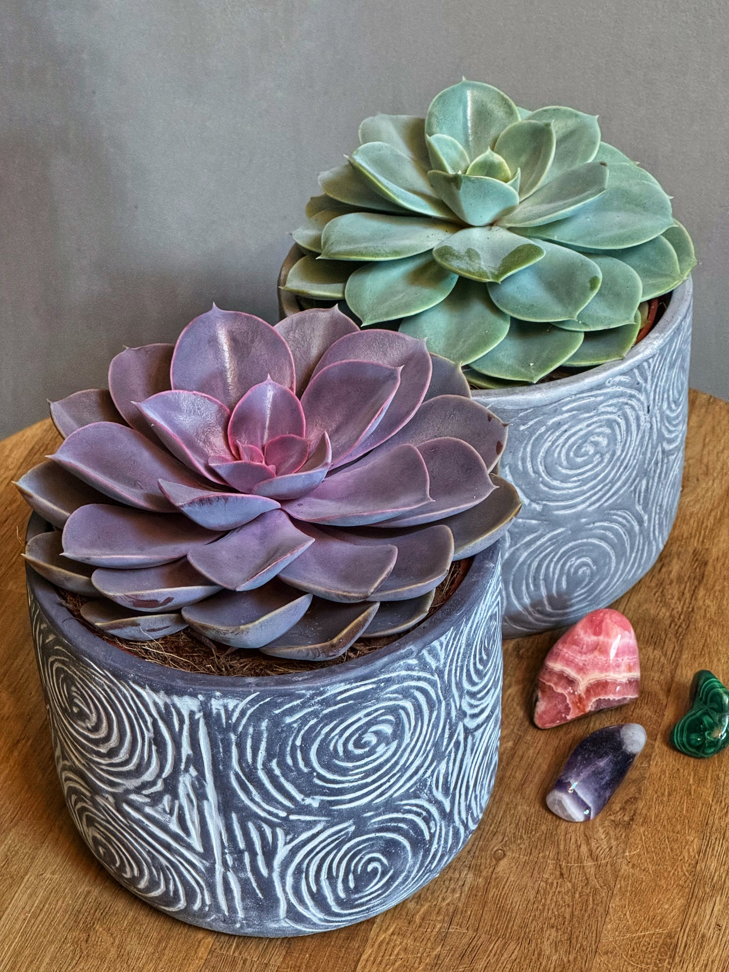 Echeveria Gem with pot