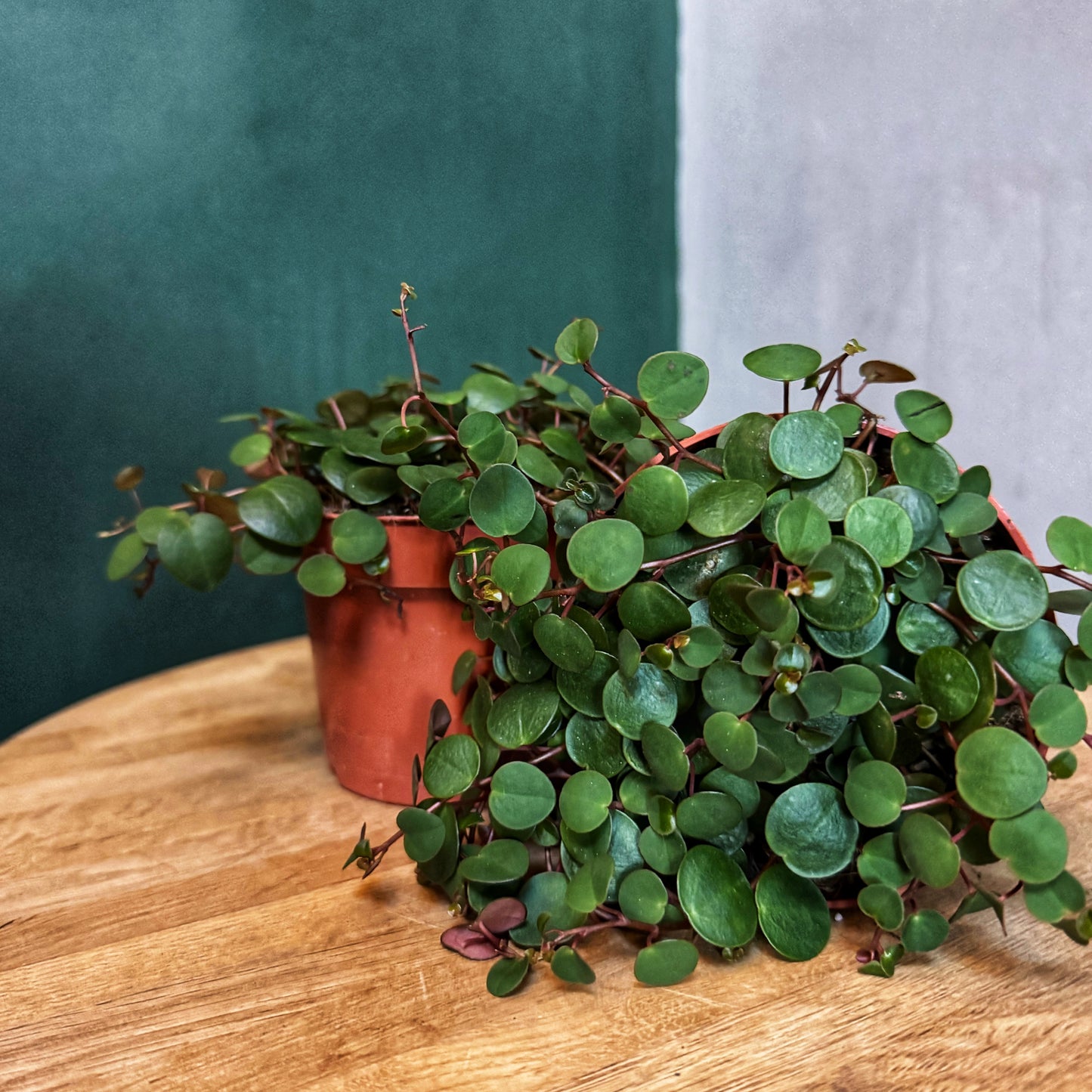 Peperomia -Pepperspot