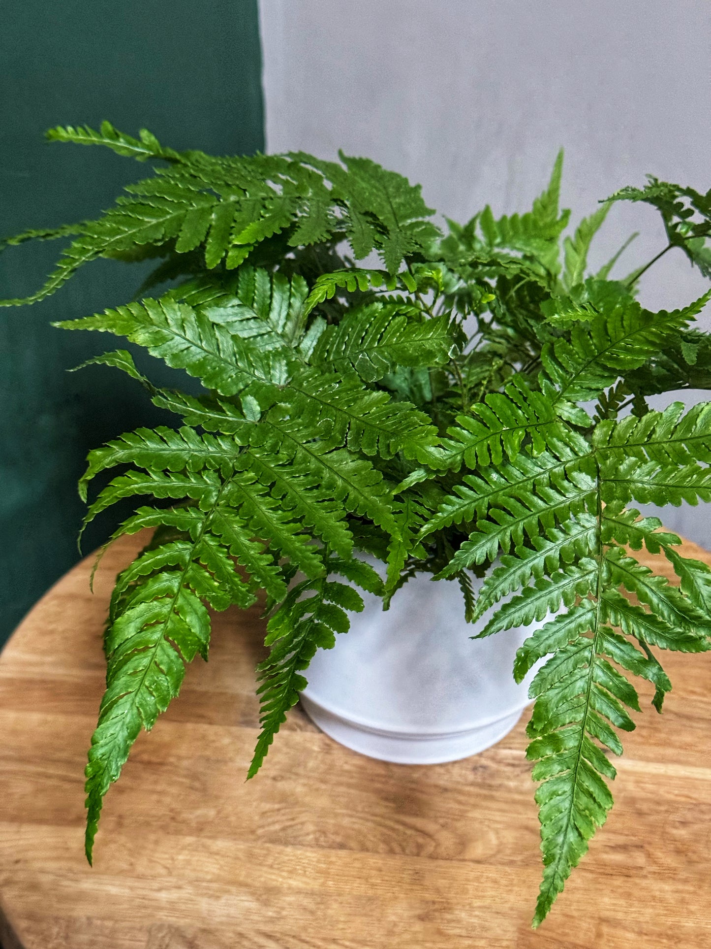 Fern Mix