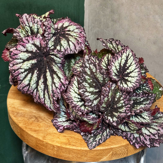 Begonia Rex- FIREWORKS