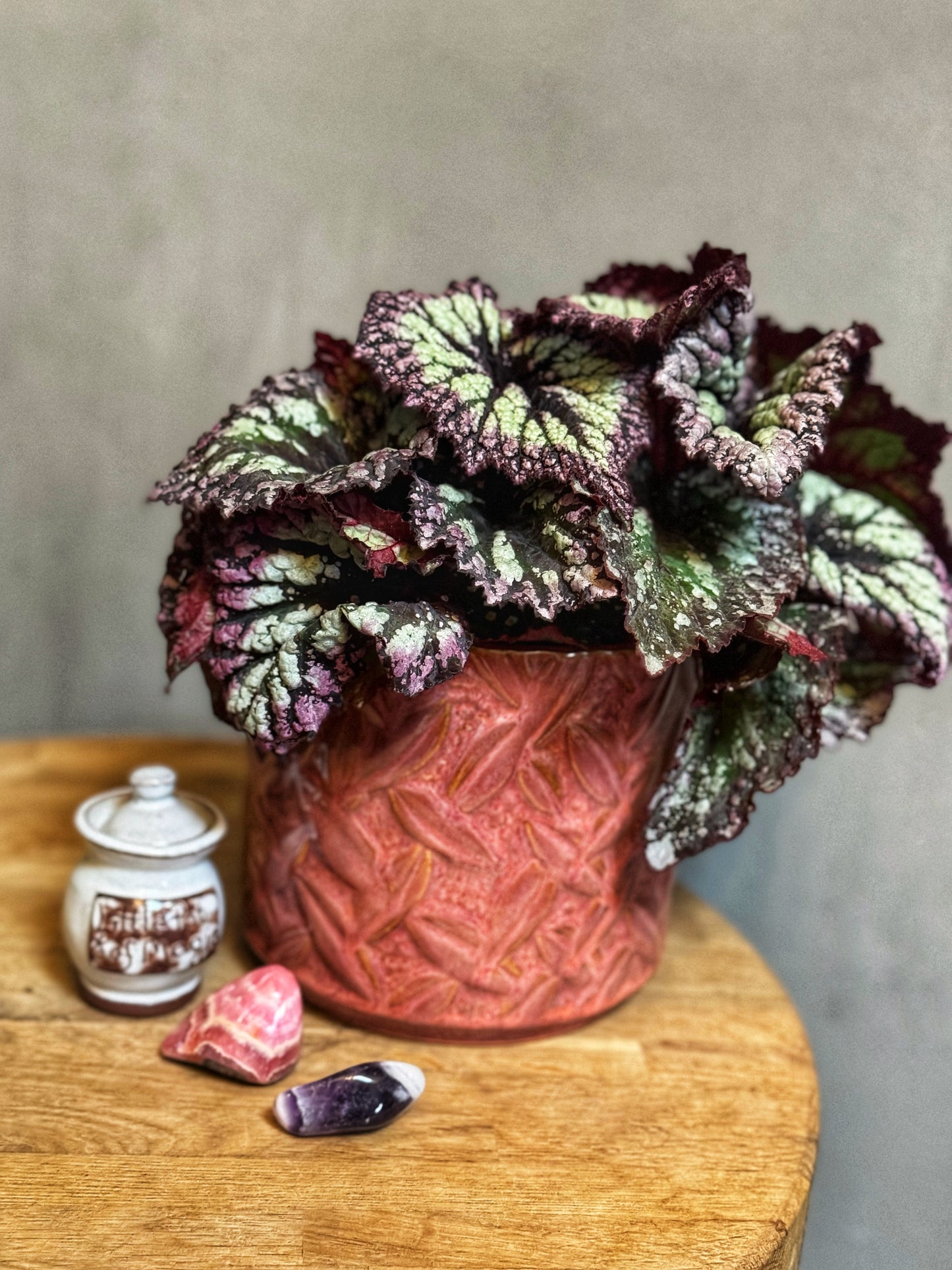 Begonia Rex- FIREWORKS