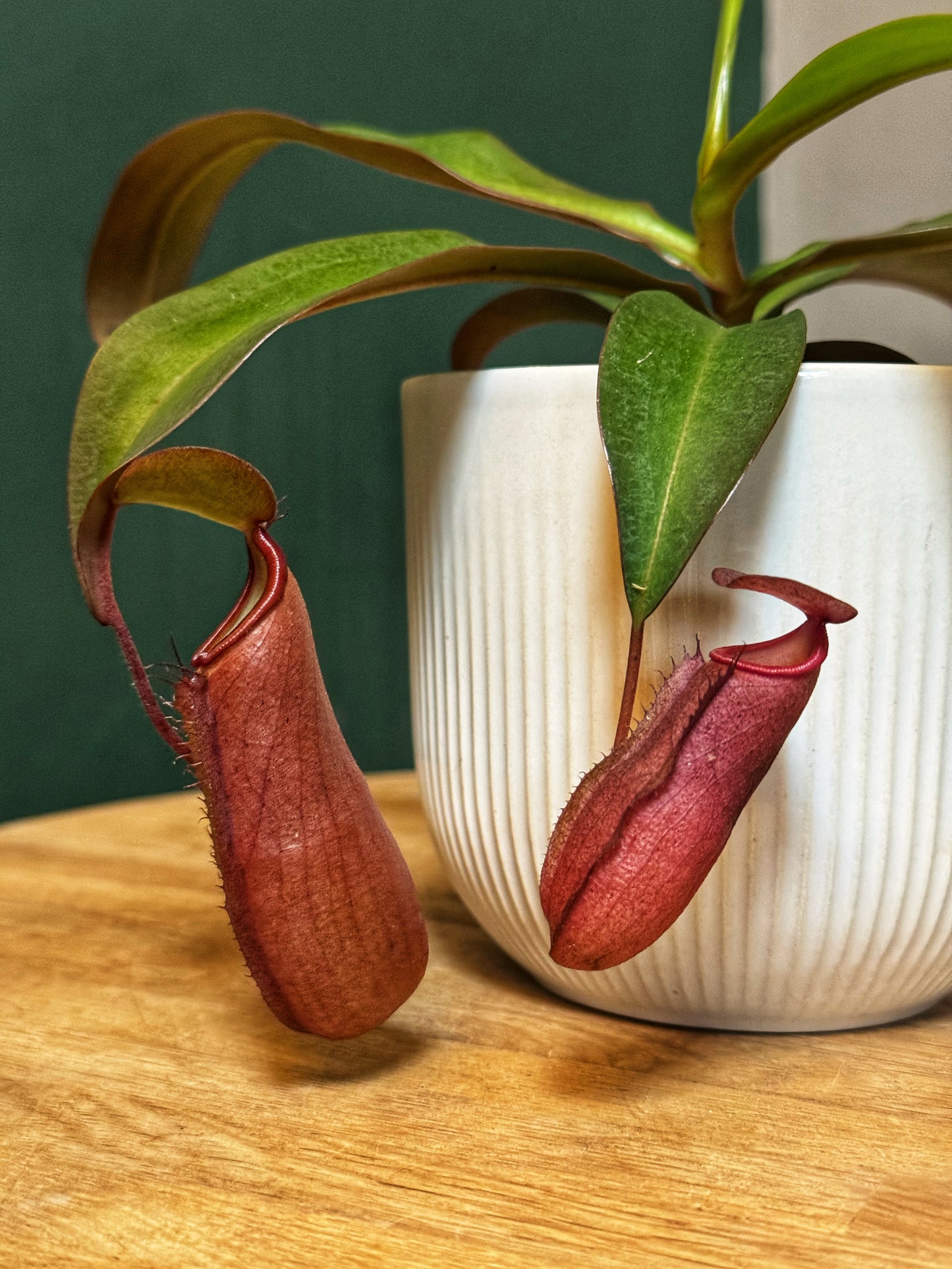 Nepenthes-Monkey Jar