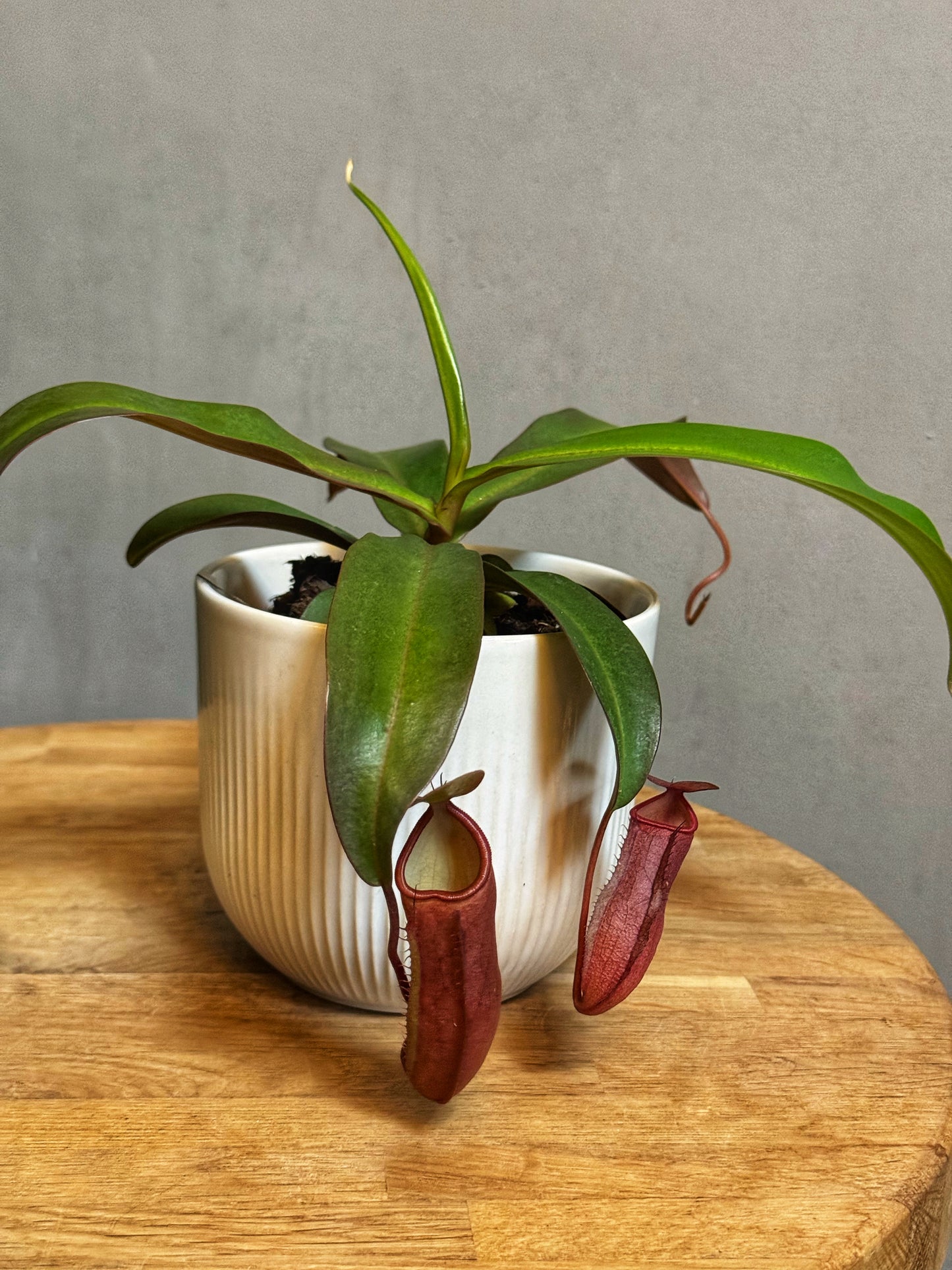 Nepenthes-Monkey Jar