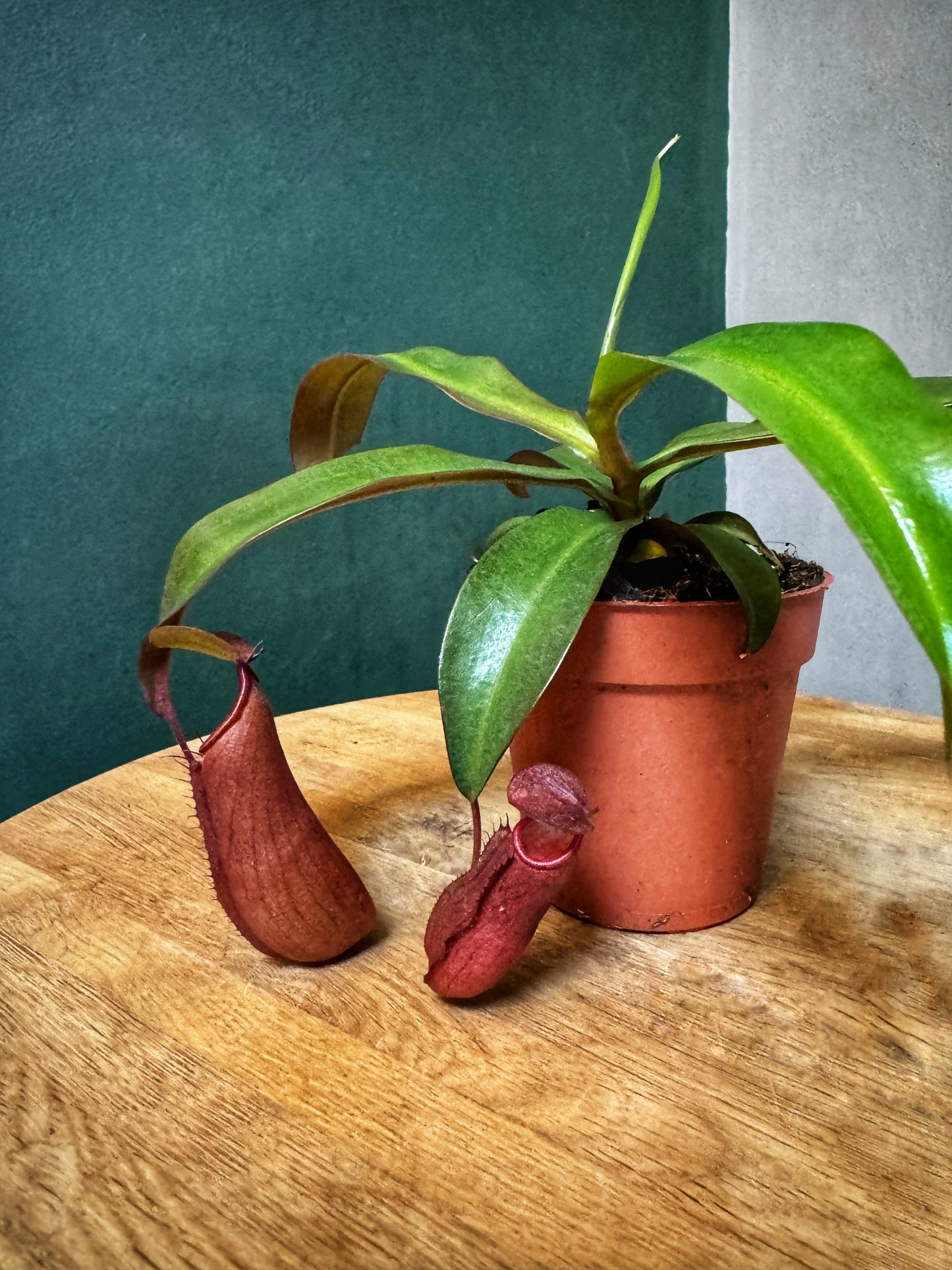 Nepenthes-Monkey Jar