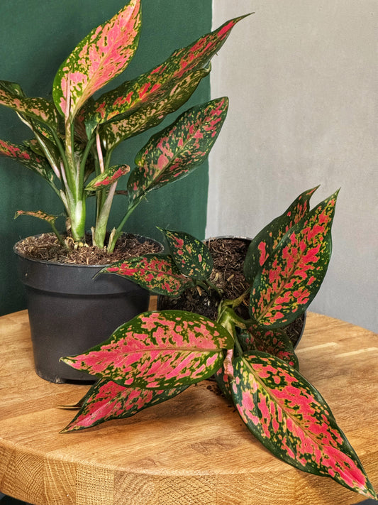 Aglaonema-Strawberry Baby