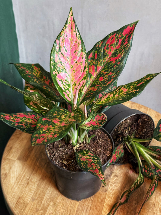 Aglaonema-Strawberry Baby