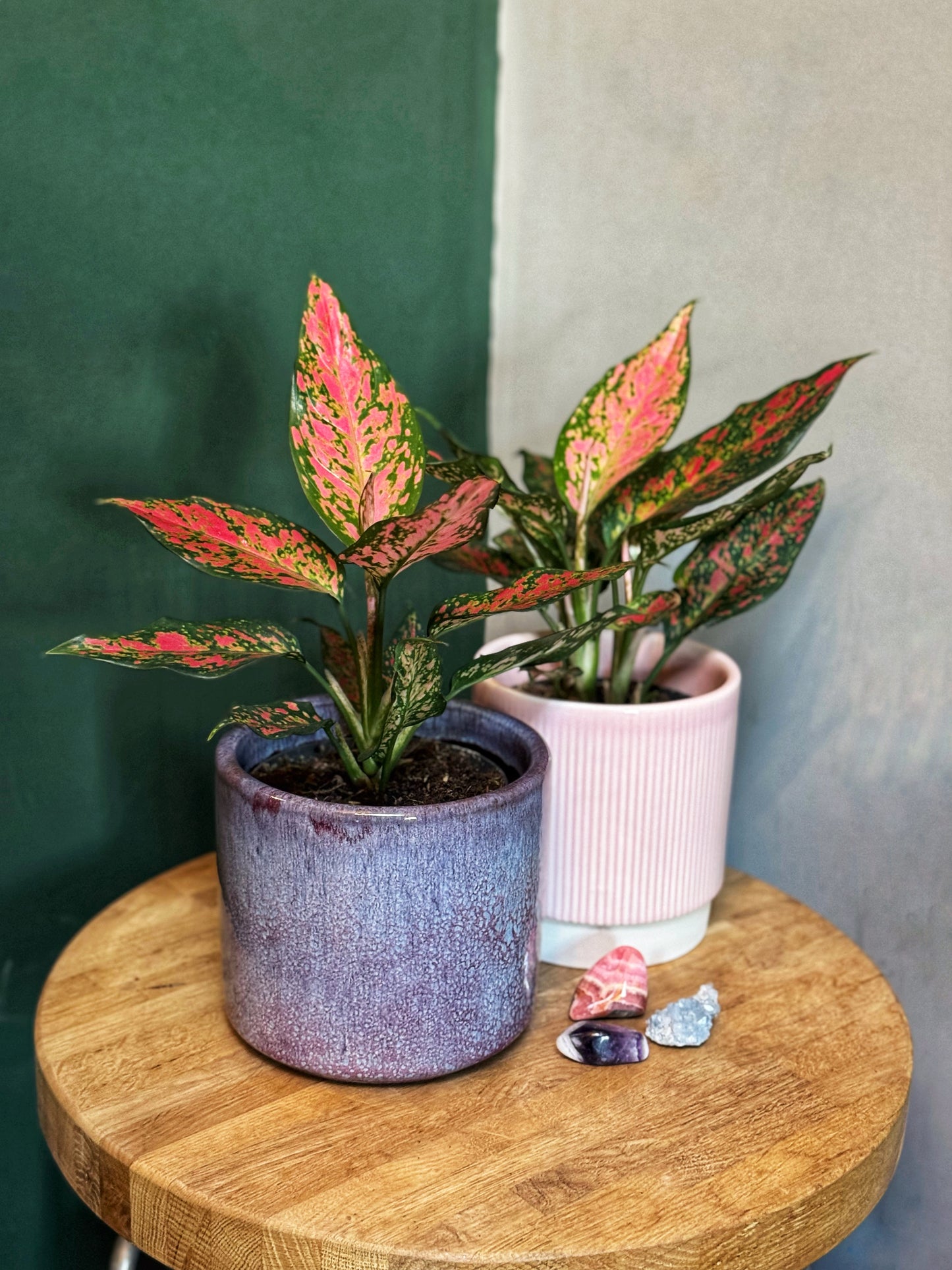 Aglaonema-Strawberry Baby