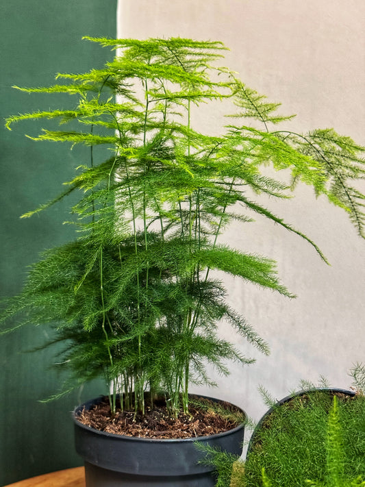 Asparagus Setaceus- Asparagus Fern