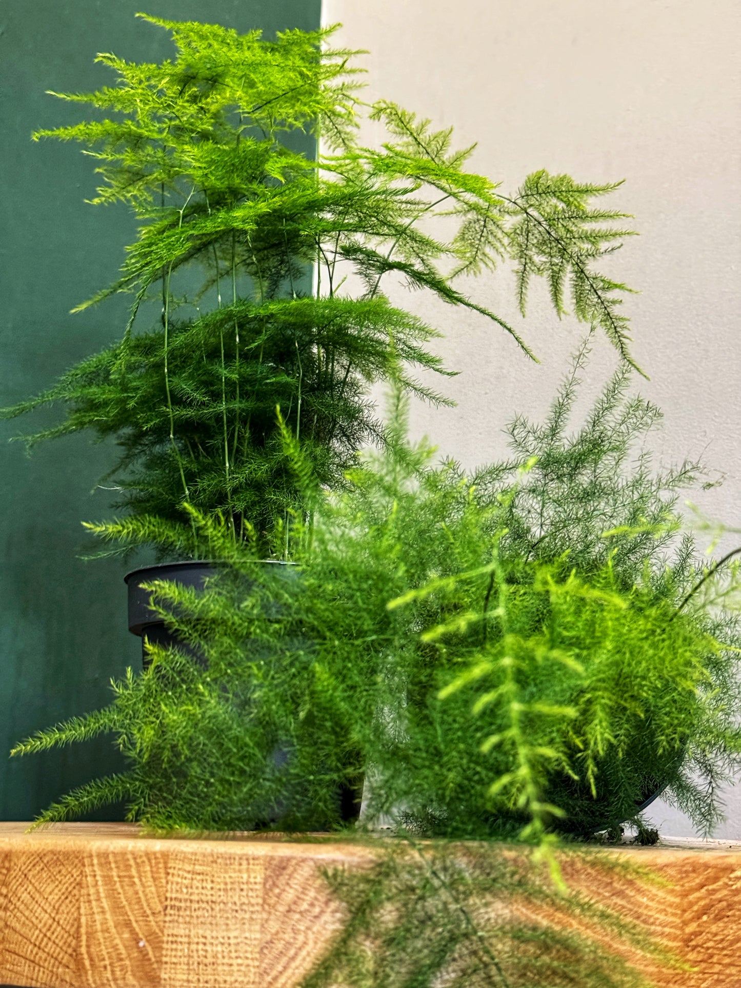 Asparagus Setaceus- Asparagus Fern