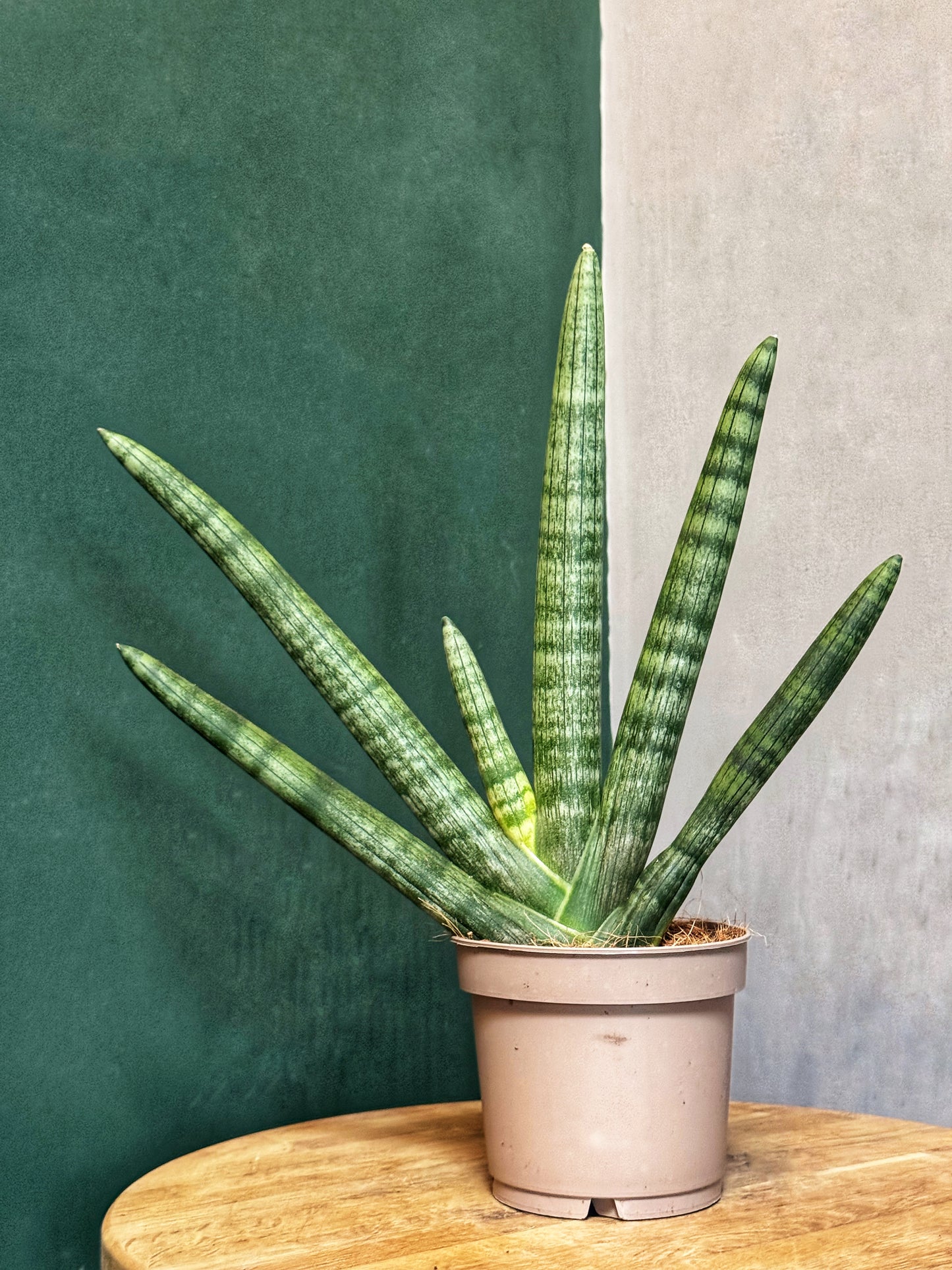 Sansevieria boncellensis