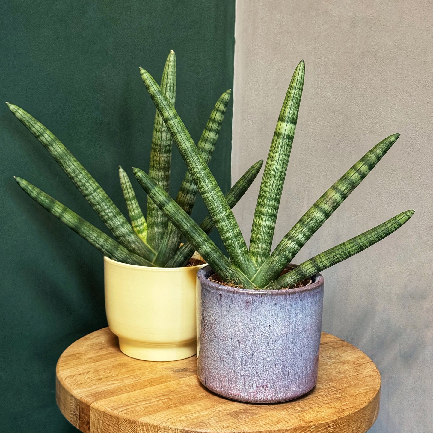 Sansevieria boncellensis