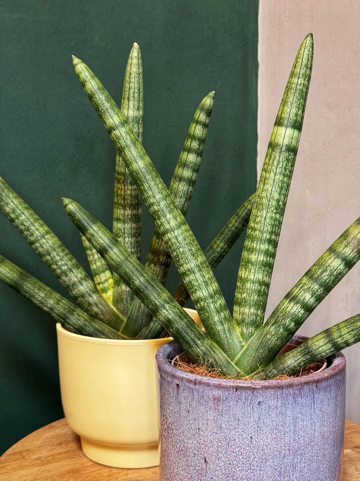 Sansevieria boncellensis