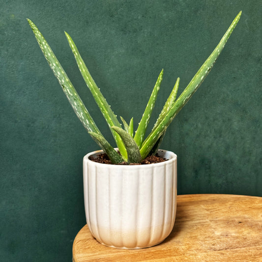 Aloe Vera With White Pot