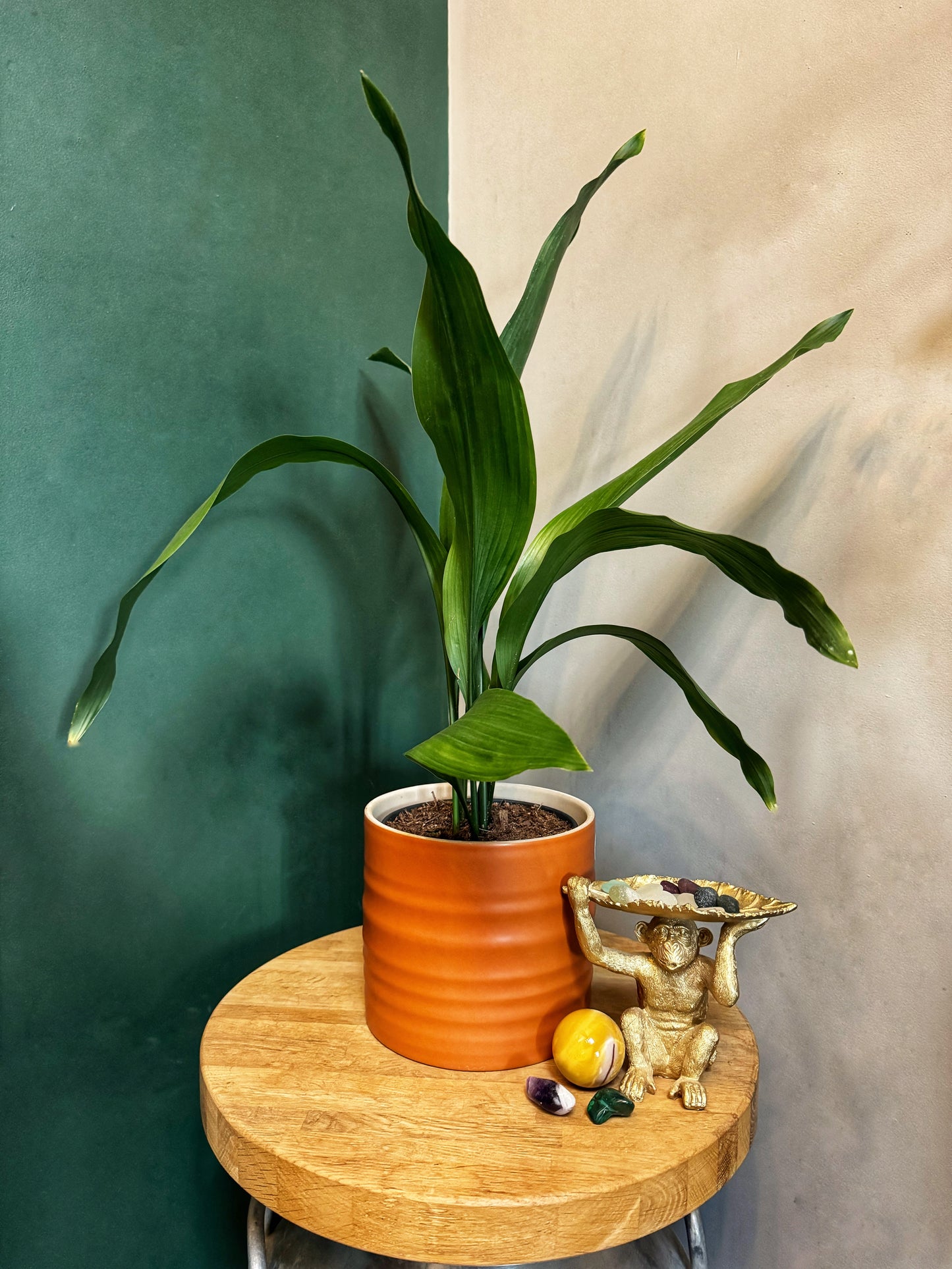 Aspidistra- Cast Iron Plant