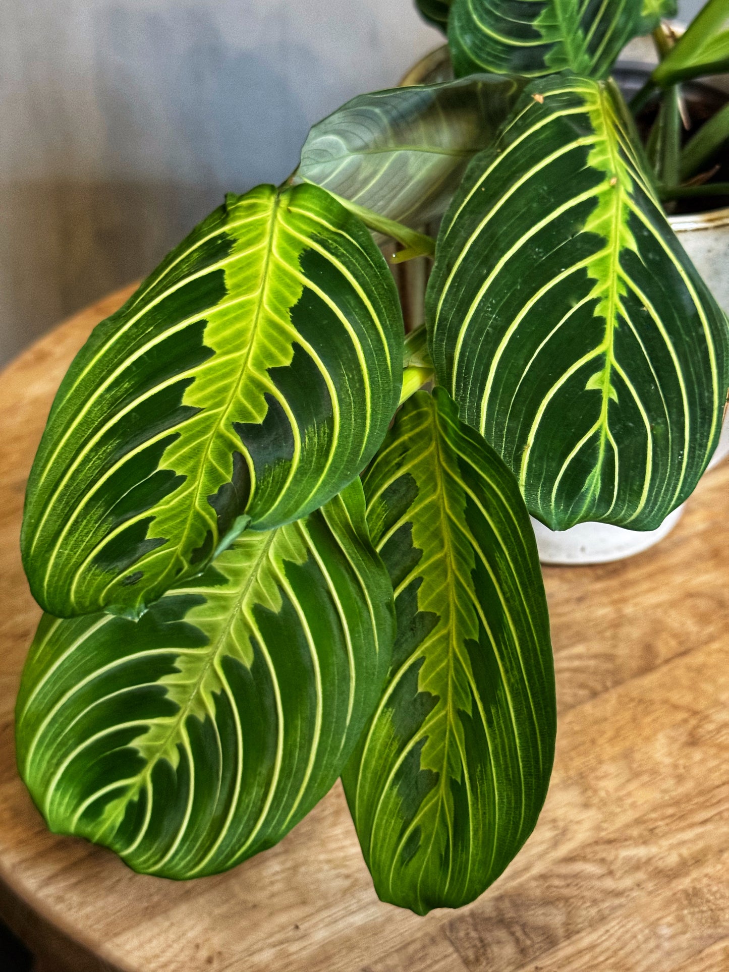 Maranta -Lemon Lime