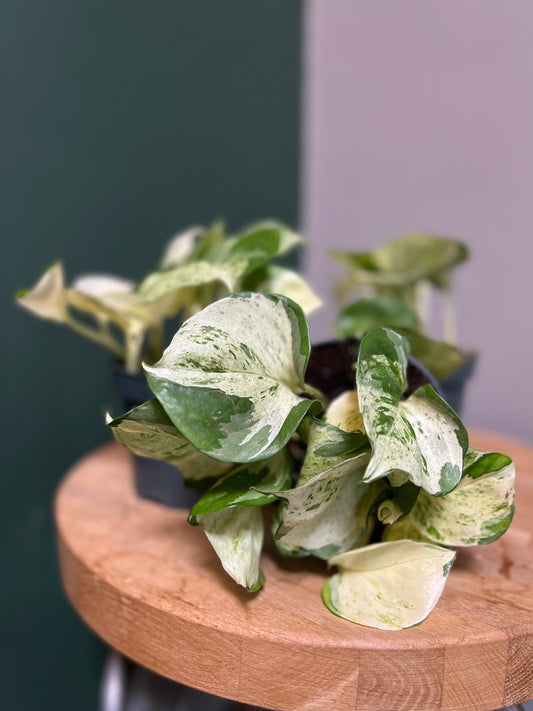 Epipremnum  aureum, Happy Leaf -Pothos