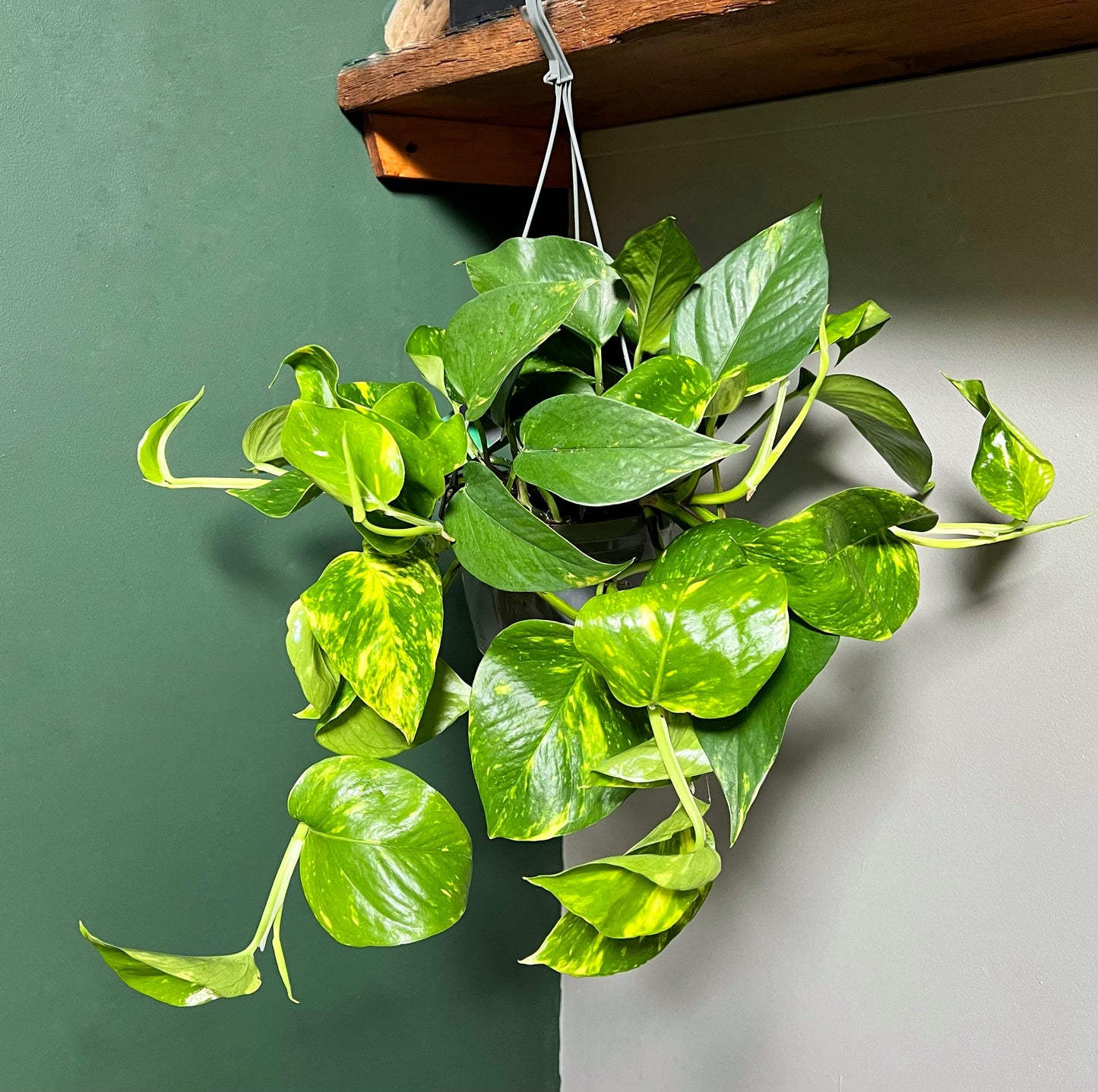 Epipremnum Aureum - Devils Ivy