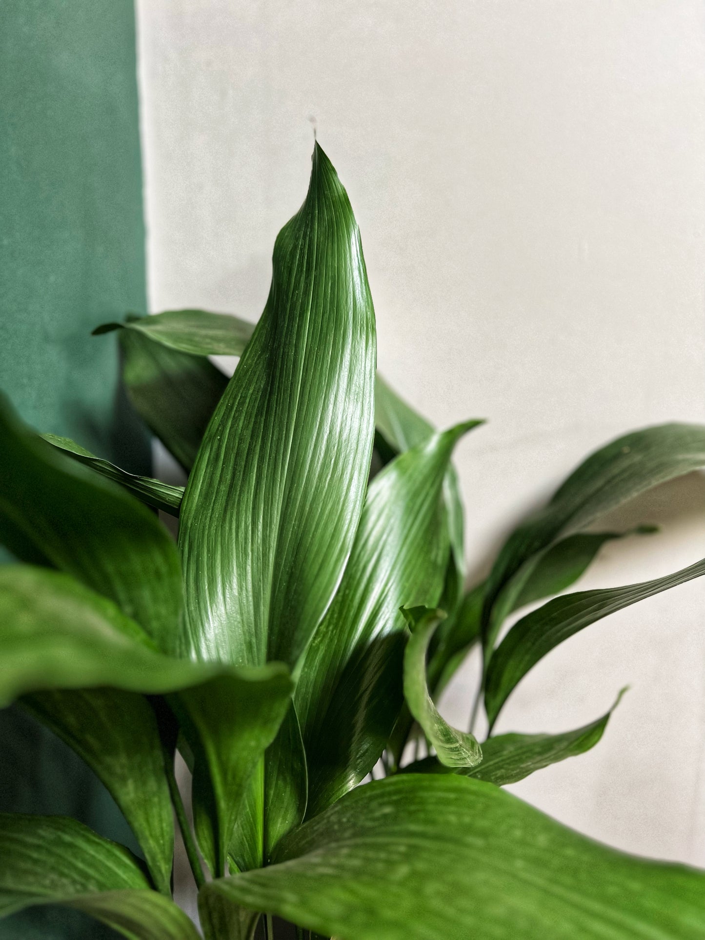 Aspidistra- Cast Iron Plant